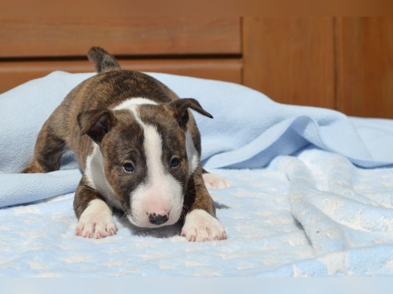 Miniatur-Bullterrier-Welpe abzugeben!