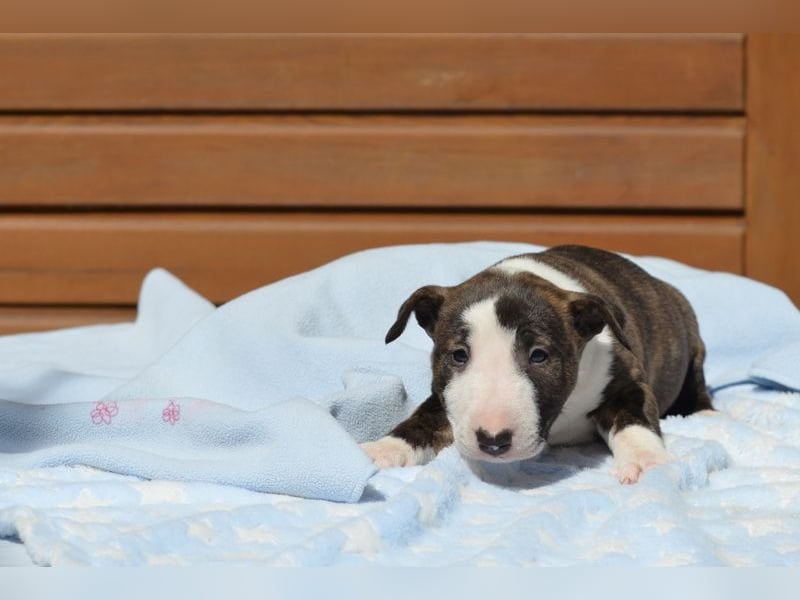 Miniatur-Bullterrier-Welpe abzugeben!