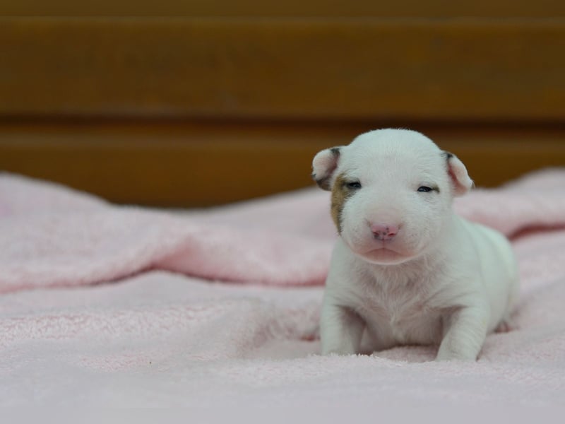 Miniatur-Bullterrier-Welpen abzugeben!