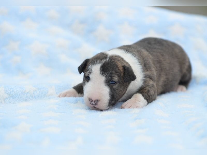 Miniatur-Bullterrier-Welpe abzugeben!