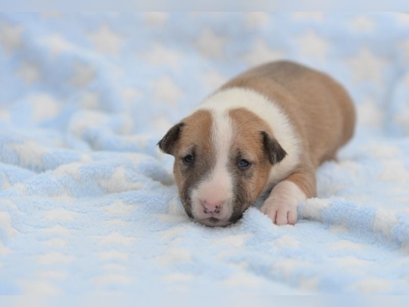 Miniatur-Bullterrier-Welpe abzugeben!
