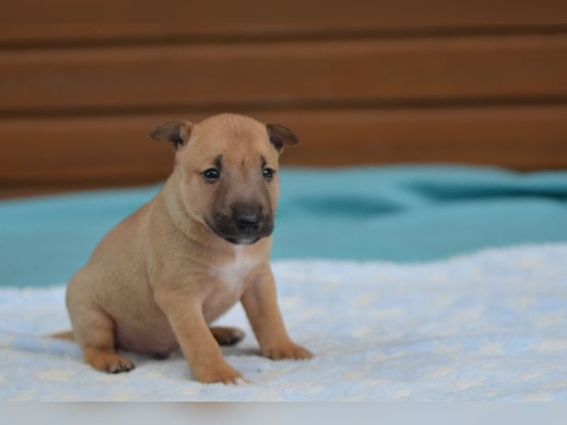  Toffee – kleine Persönlichkeit mit großem Charme 