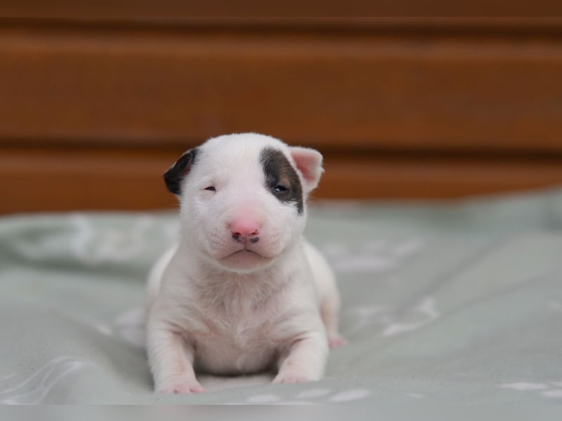 Miniatur-Bullterrier-Welpen abzugeben!
