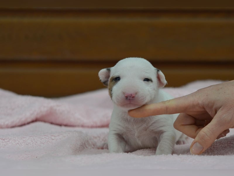 Miniatur-Bullterrier-Welpen abzugeben!