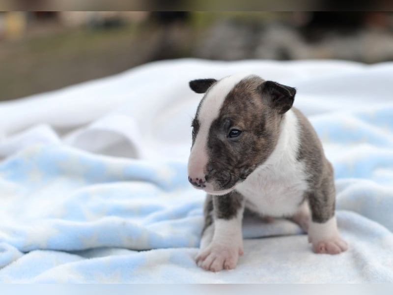 KODA – Miniatur Bullterrier Welpe sucht bald ein Zuhause!