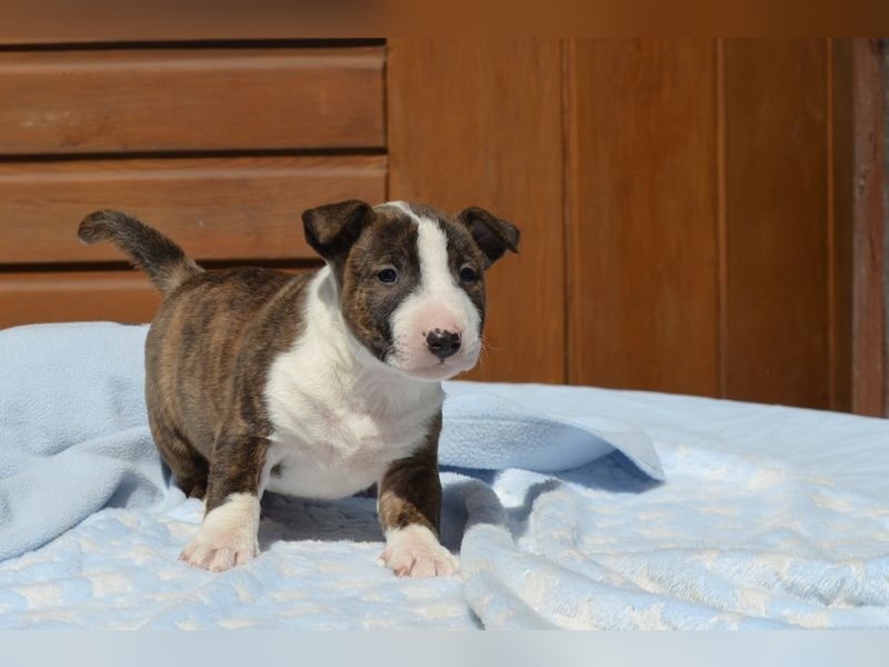 Miniatur-Bullterrier-Welpe abzugeben!