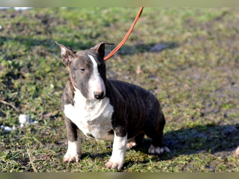 Miniatur-Bullterrier-Welpe zu verkaufen!