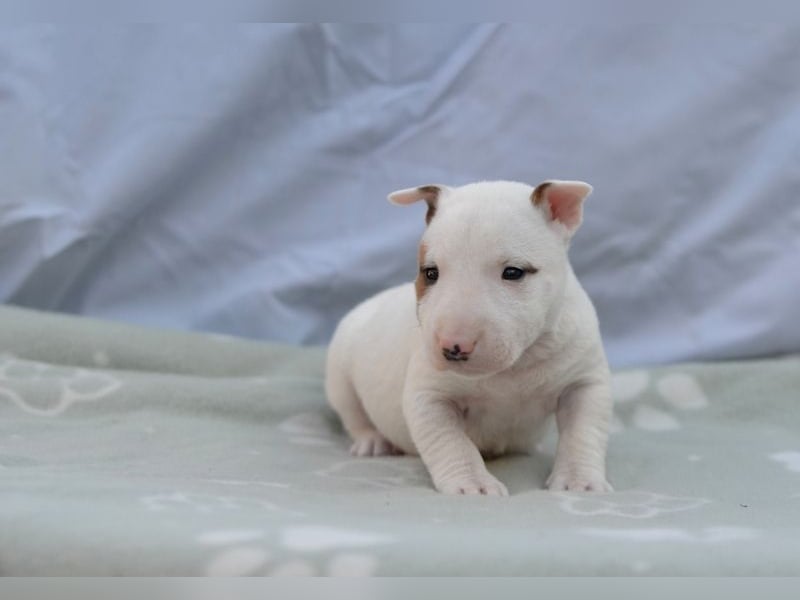 Miniatur-Bullterrier-Welpe abzugeben!