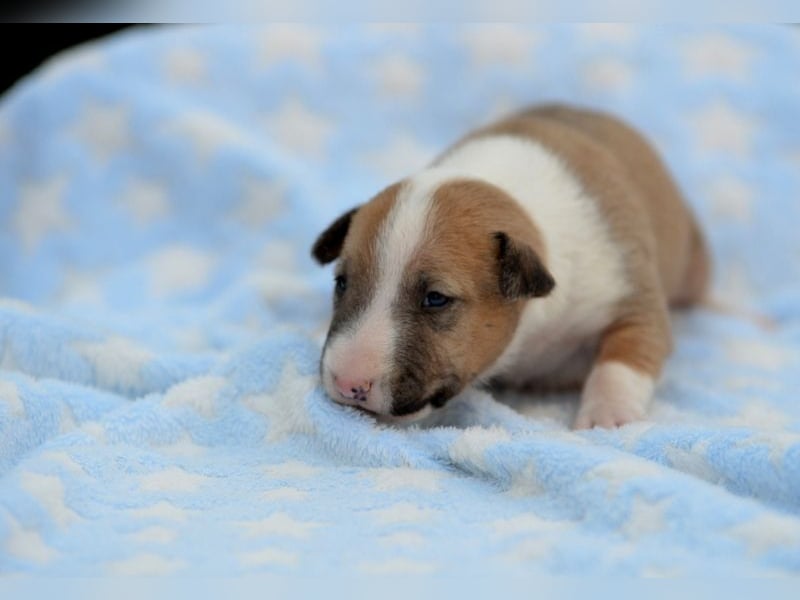 Miniatur-Bullterrier-Welpe abzugeben!