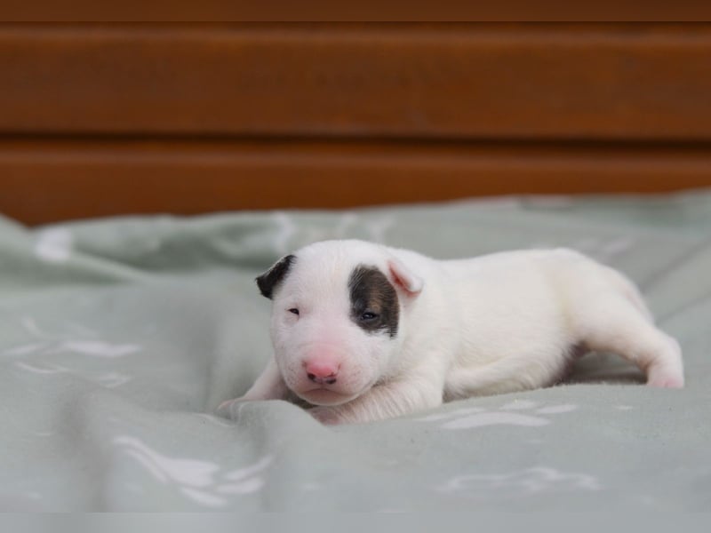 Miniatur-Bullterrier-Welpen abzugeben!
