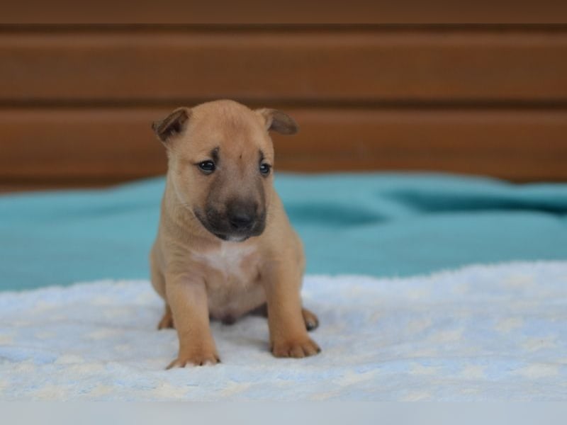  Toffee – kleine Persönlichkeit mit großem Charme 