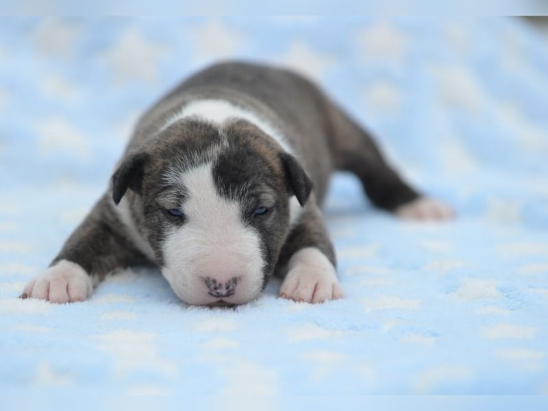 Miniatur-Bullterrier-Welpe abzugeben!