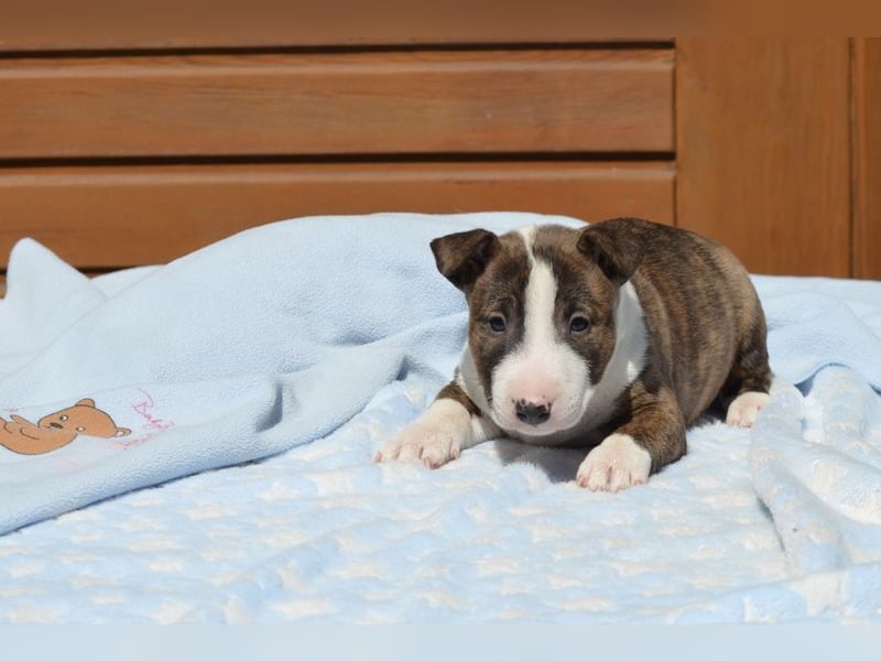 Miniatur-Bullterrier-Welpe abzugeben!