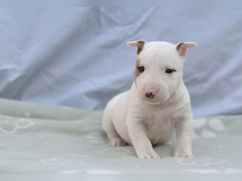 Miniatur-Bullterrier-Welpe abzugeben!