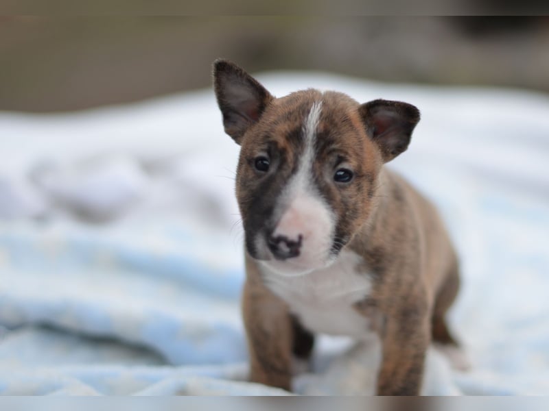 Miniatur-Bullterrier-Welpe zu verkaufen!
