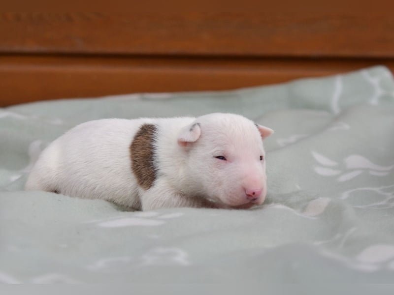 Miniatur-Bullterrier-Welpen abzugeben!