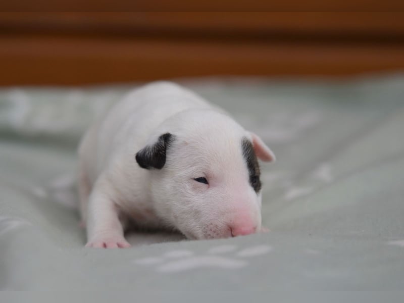 Miniatur-Bullterrier-Welpen abzugeben!