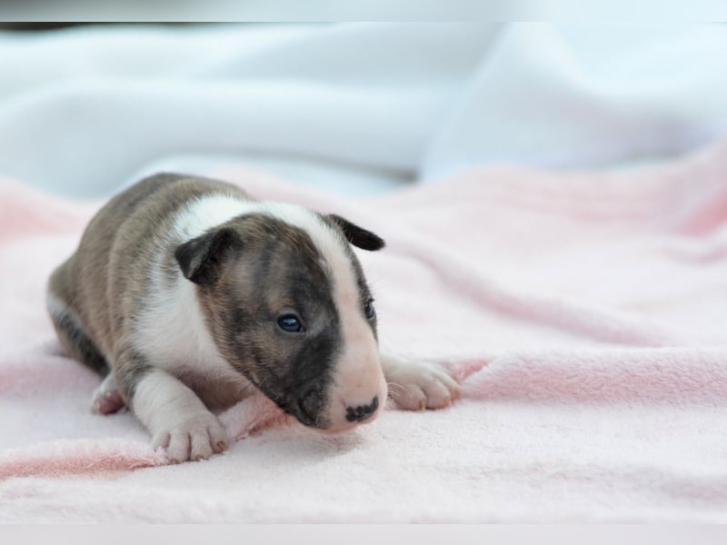 KENDY – Miniatur Bullterrier Hündin sucht bald ein liebevolles Zuhause! 