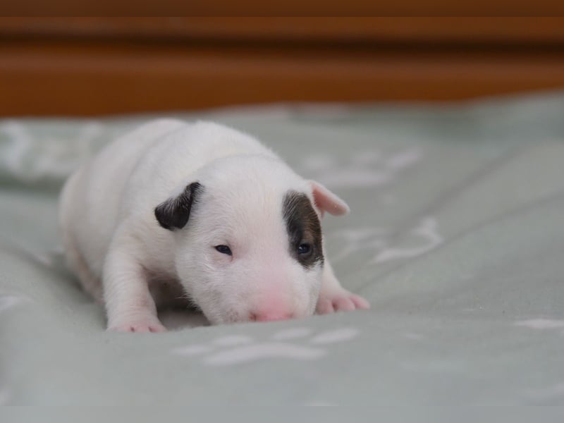 Miniatur-Bullterrier-Welpen abzugeben!