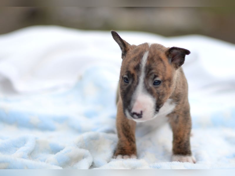 Miniatur-Bullterrier-Welpe zu verkaufen!