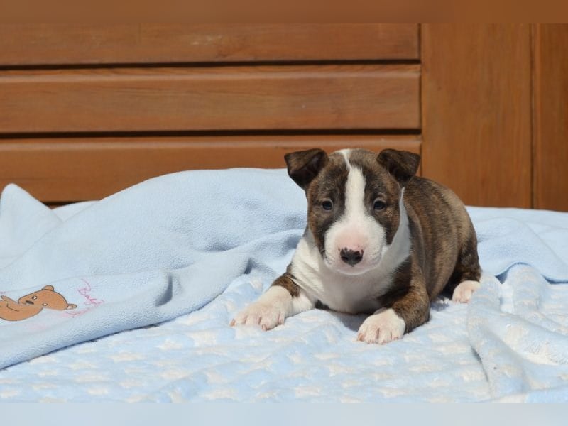Miniatur-Bullterrier-Welpe abzugeben!