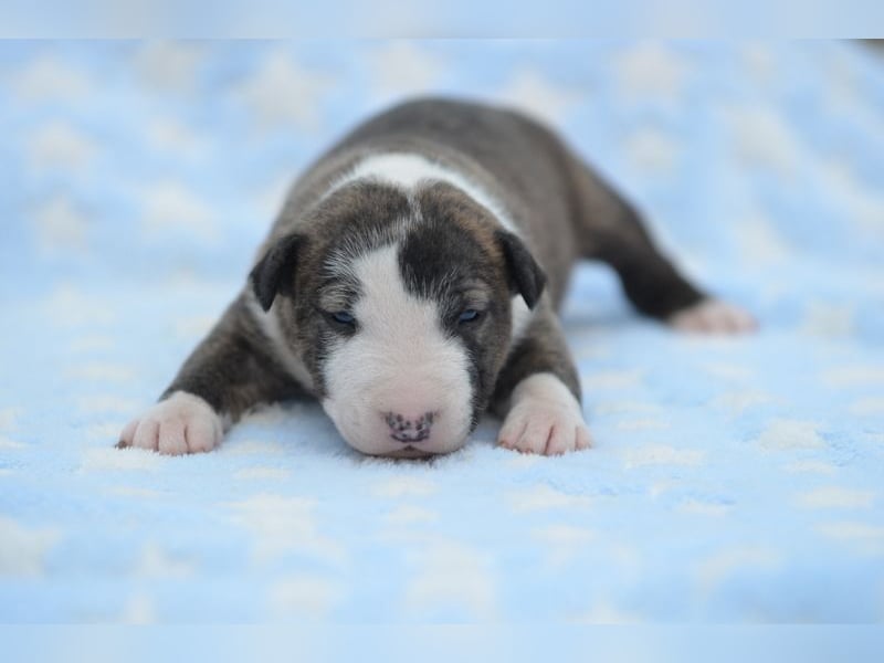 Miniatur-Bullterrier-Welpe abzugeben!