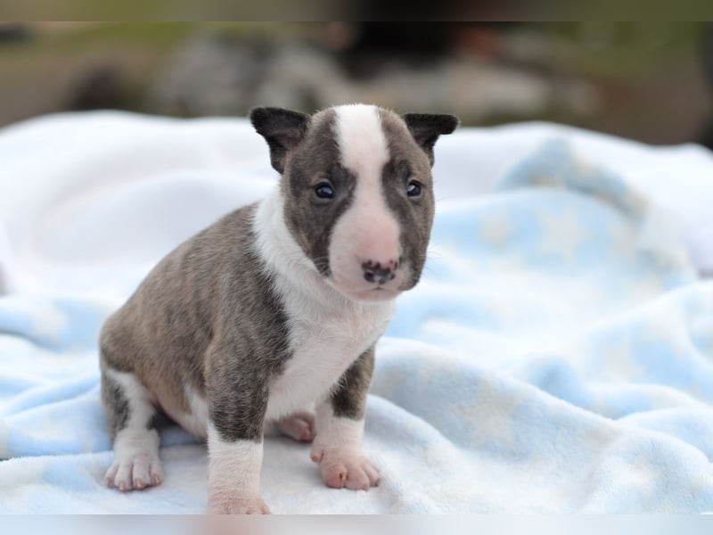 KODA – Miniatur Bullterrier Welpe sucht bald ein Zuhause!