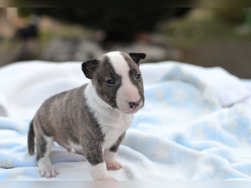 KODA – Miniatur Bullterrier Welpe sucht bald ein Zuhause!