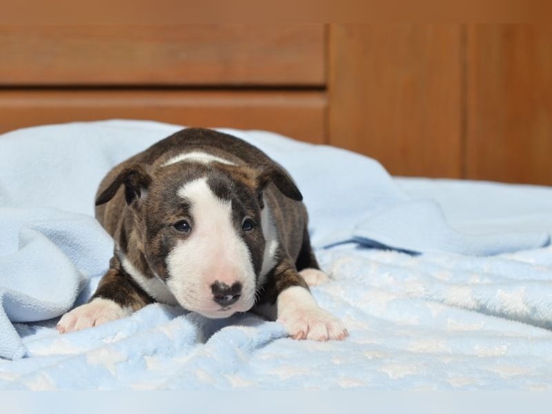 Miniatur-Bullterrier-Welpe abzugeben!