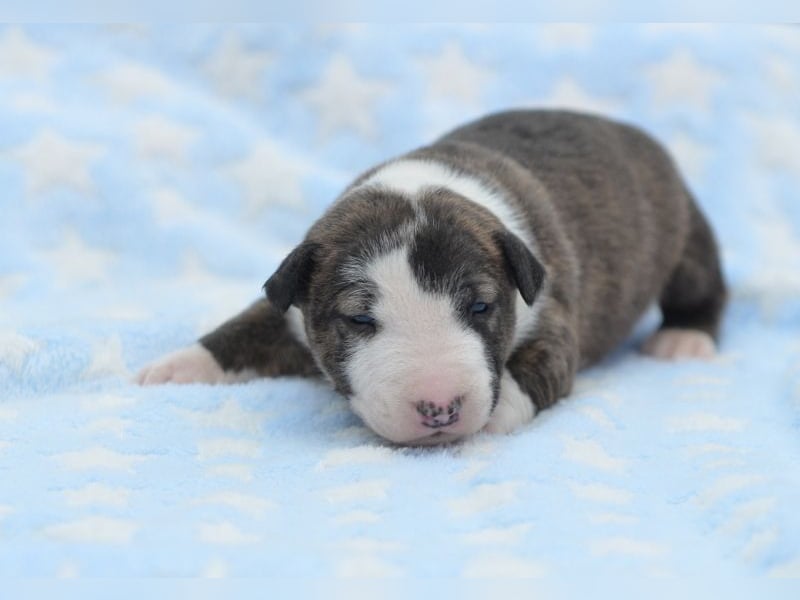 Miniatur-Bullterrier-Welpe abzugeben!