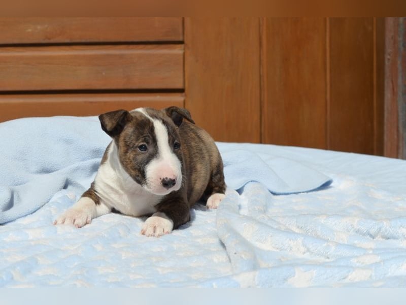 Miniatur-Bullterrier-Welpe abzugeben!