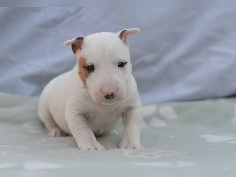 Miniatur-Bullterrier-Welpe abzugeben!