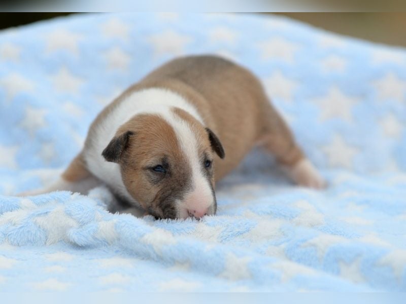 Miniatur-Bullterrier-Welpe abzugeben!