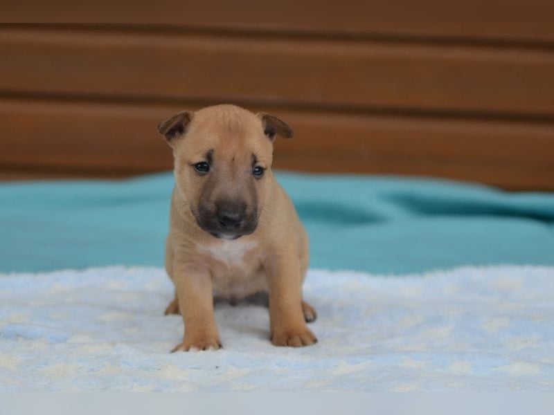  Toffee – kleine Persönlichkeit mit großem Charme 
