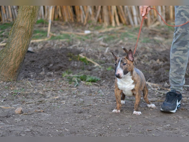 Miniatur-Bullterrier-Welpe zu verkaufen!
