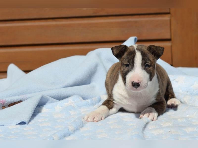 Miniatur-Bullterrier-Welpe abzugeben!