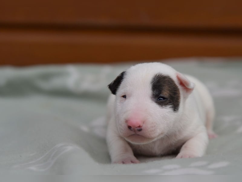 Miniatur-Bullterrier-Welpen abzugeben!