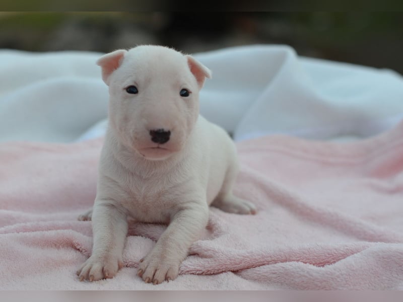 KIMI – Miniatur Bullterrier Hündin sucht bald ein liebevolles Zuhause!