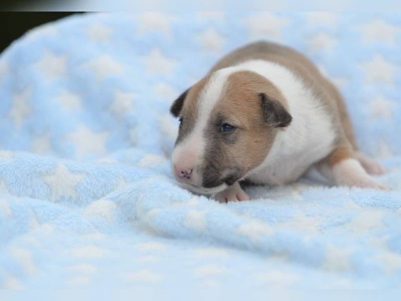 Miniatur-Bullterrier-Welpe abzugeben!