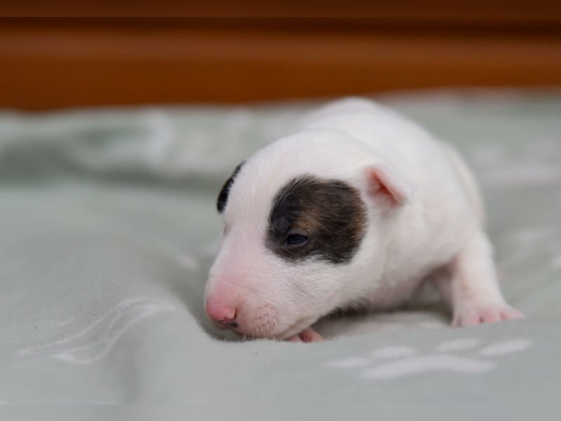 Miniatur-Bullterrier-Welpen abzugeben!