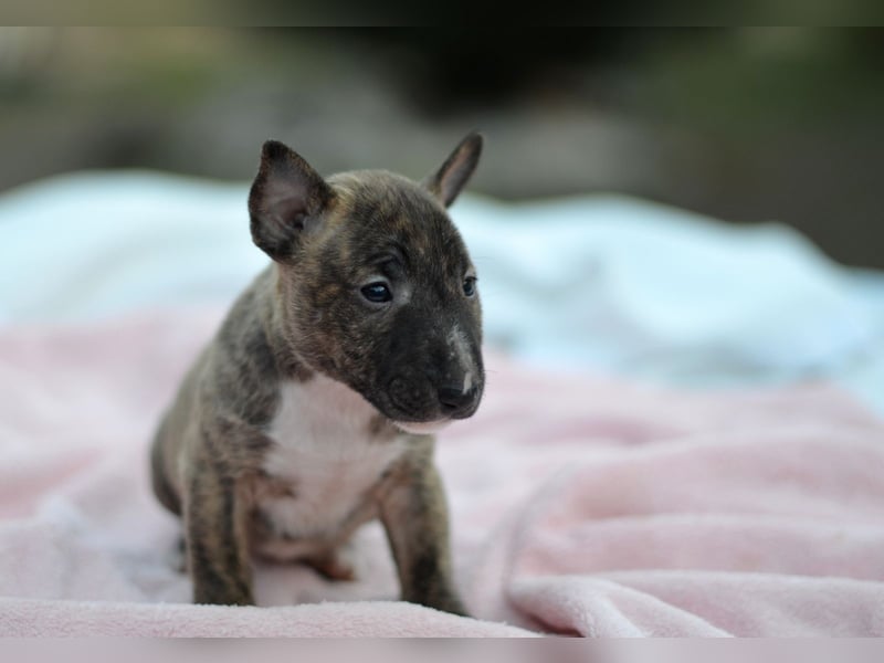 Miniatur-Bullterrier-Welpe zu verkaufen!
