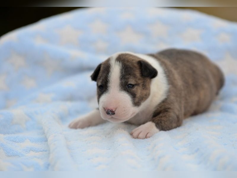 Miniatur-Bullterrier-Welpe abzugeben!