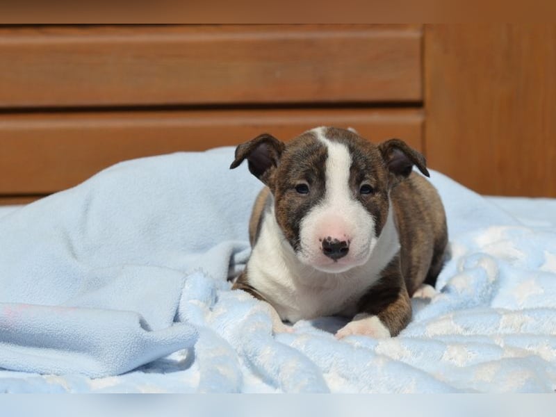 Miniatur-Bullterrier-Welpe abzugeben!