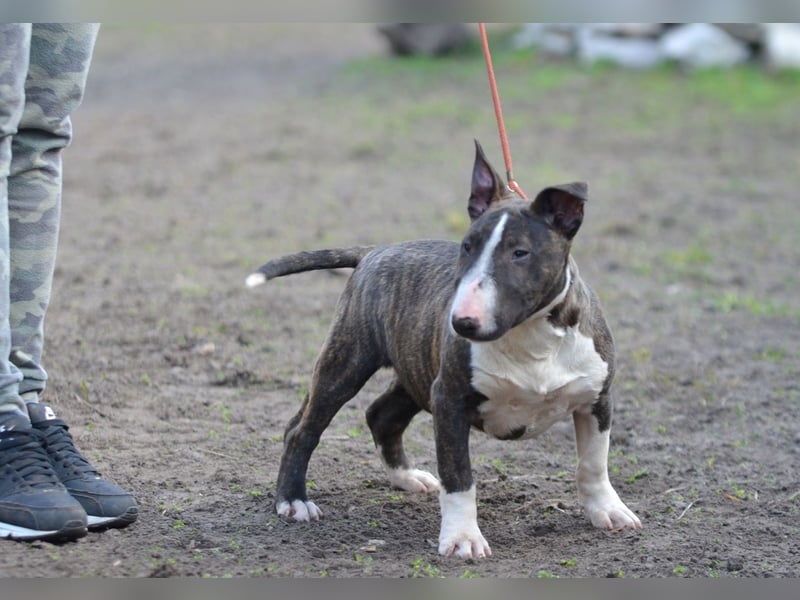 Miniatur-Bullterrier-Welpe zu verkaufen!