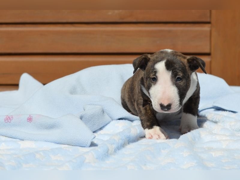 Miniatur-Bullterrier-Welpe abzugeben!