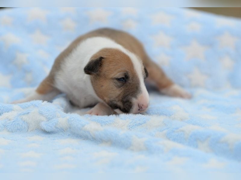 Miniatur-Bullterrier-Welpe abzugeben!
