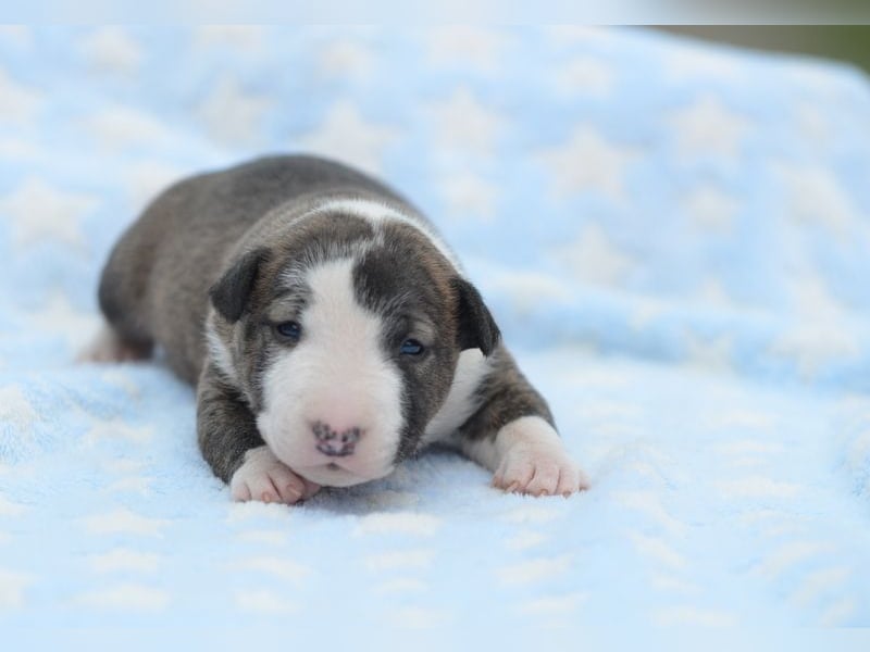 Miniatur-Bullterrier-Welpe abzugeben!