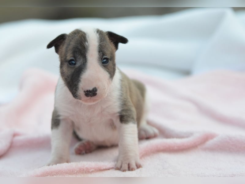 KENDY – Miniatur Bullterrier Hündin sucht bald ein liebevolles Zuhause! 