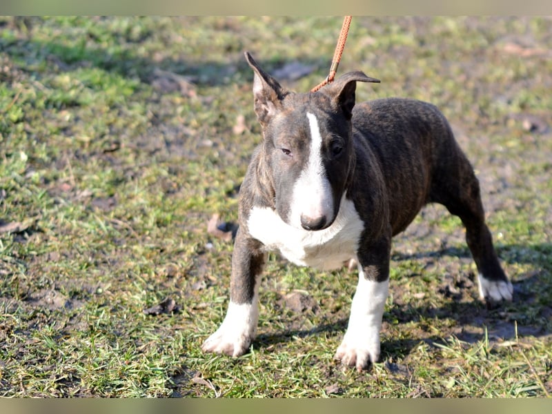 Miniatur-Bullterrier-Welpe zu verkaufen!