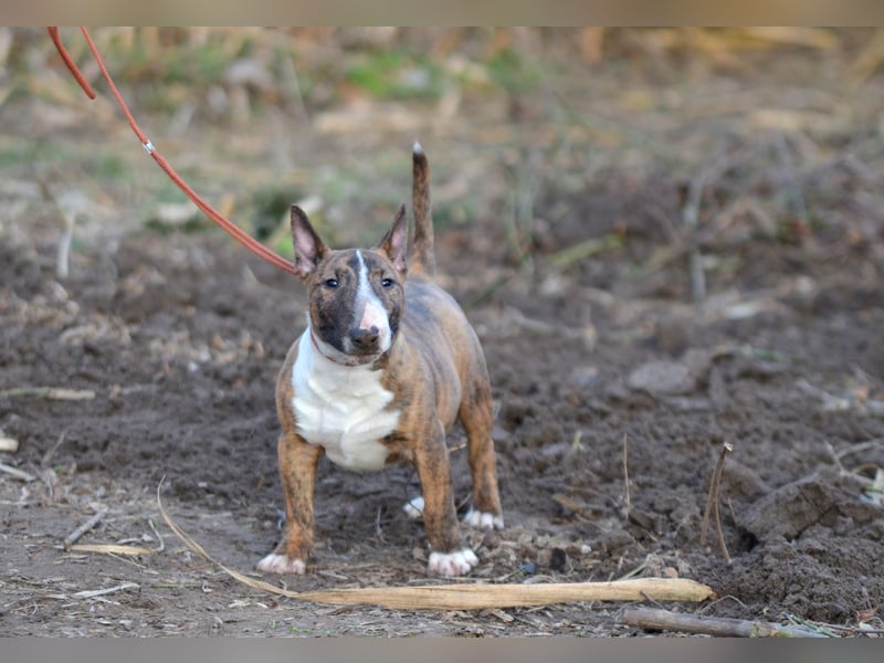 Miniatur-Bullterrier-Welpe zu verkaufen!